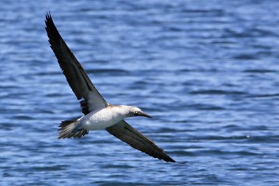 _MG_0714 Blue-footed Booby.jpg
