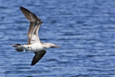 _MG_0717 Blue-footed Booby.jpg