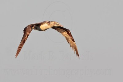 _MG_5034 Northern Gannet.jpg