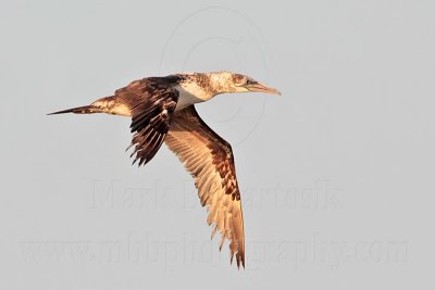 _MG_5042 Northern Gannet.jpg