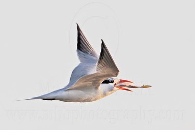 _MG_4857 Royal Tern.jpg