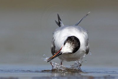 _MG_1058 Common Tern.jpg