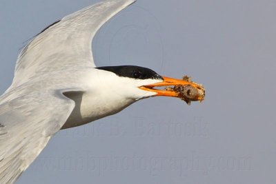 _MG_1508crop Royal Tern.jpg