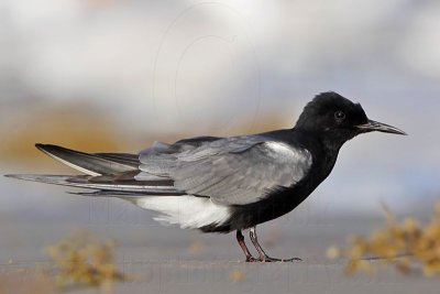 _MG_1858 Black Tern.jpg