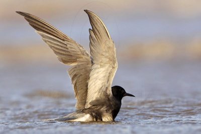 _MG_2868 Black Tern.jpg