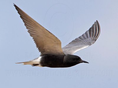 _MG_6011 Black Tern.jpg