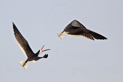 _MG_6186 Black Skimmer.jpg