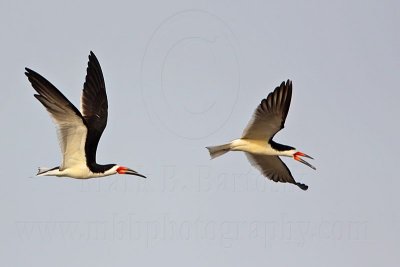 _MG_6189 Black Skimmer.jpg