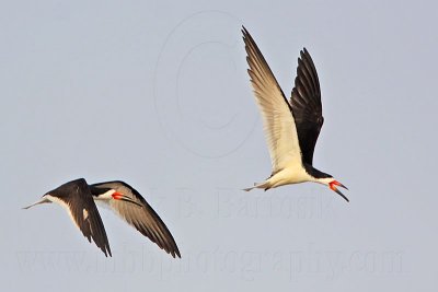 _MG_6190 Black Skimmer.jpg