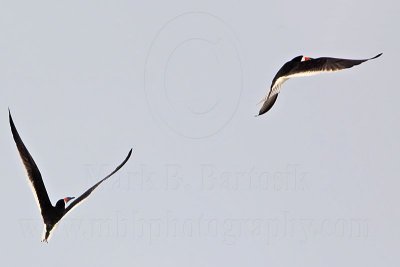 _MG_6220 Black Skimmer.jpg