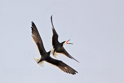 _MG_6223 Black Skimmer.jpg