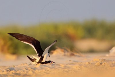 _MG_6602 Black Skimmer.jpg