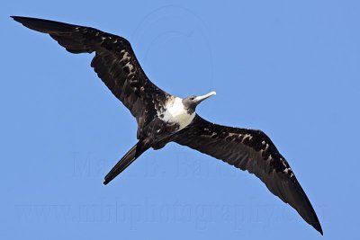 Pied looking Magnificent Frigatebird in heavy body molt - Quintana - UTC, June 21, 2009