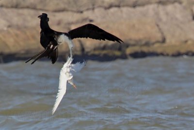 Magnificent Frigatebird grabs Royal Tern by the tail and shakes it – no respect to Your Highness