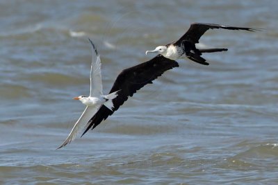 _MG_1433 Magnificent Frigatebird & Royal Tern.jpg