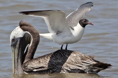 Smart Laughing Gull learned to ride pelicans