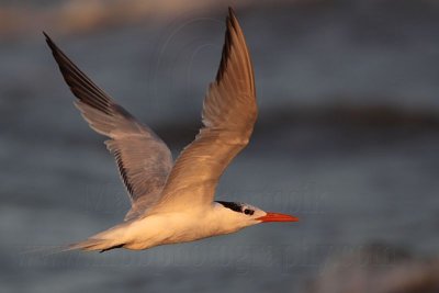_MG_1586 Royal Tern.jpg