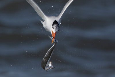 Royal Tern taking ribbonfish