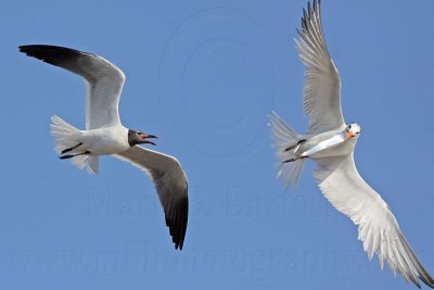_MG_1288 Royal Tern & Laughing Gull.jpg