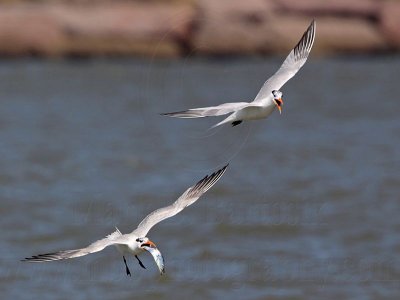 _MG_9969 Royal Tern.jpg