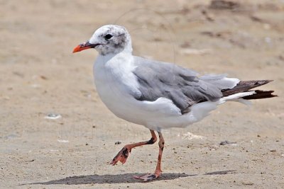 Laughing Gull - leucistic - with pink/red bill and legs