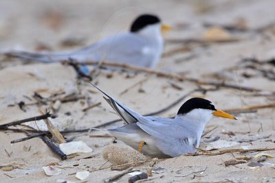 Least Tern: Nest: looking for spot and making scrape
