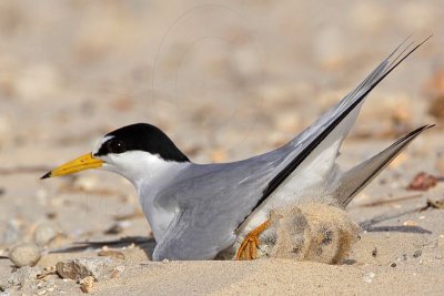 Least Tern: Nest: maintaining scrape