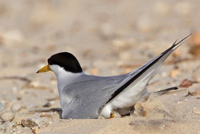 _MG_8762 Least Tern.jpg