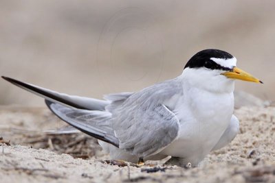 _MG_7387 Least Tern.jpg