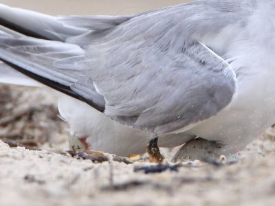 _MG_7413crop Least Tern.jpg