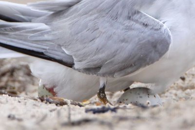 Least Tern laying egg