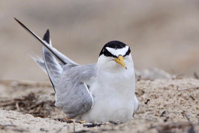 _MG_7467 Least Tern.jpg