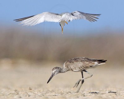 Least Tern: Defending Nest: Attacking intruders on the ground