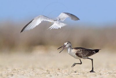 _MG_8345 Least Tern attacking Willet.jpg