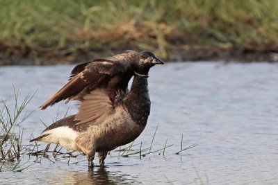 _MG_5581 Brant.jpg