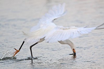 Snowy Egret: Aerial foraging