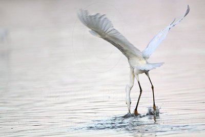 Snowy Egret - Hovering.jpg