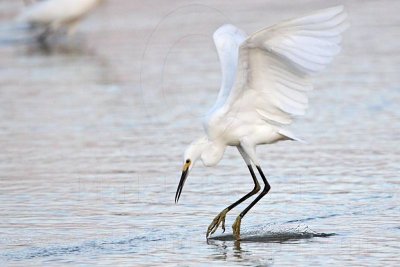 Snowy Egret - Hovering.jpg