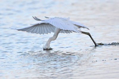 Snowy Egret - Foot-dragging.jpg