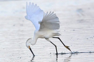 Snowy Egret - Foot-dragging.jpg