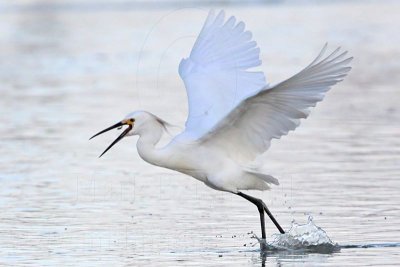 Snowy Egret - Swallowing prey on the wing.jpg