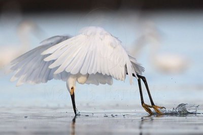 Snowy Egret: Aerial foraging techniques: dipping, hovering, hovering-stirring, foot-dragging