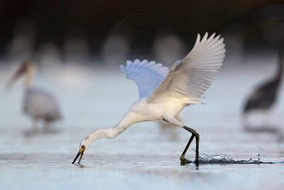 Snowy Egret - Foot-dragging.jpg