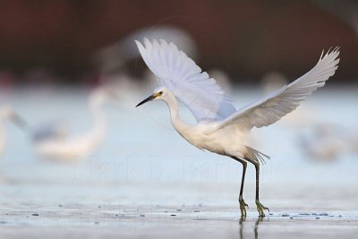 Snowy Egret.jpg