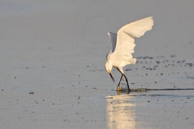 Snowy Egret - Hovering-stirring.jpg