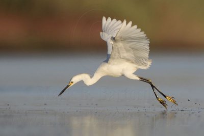 Snowy Egret - Dipping.jpg