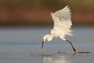 Snowy Egret - Dipping.jpg