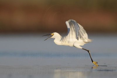 Snowy Egret - Swallowing prey on the wing.jpg