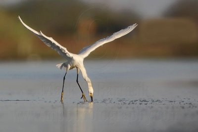 Snowy Egret - Hovering.jpg