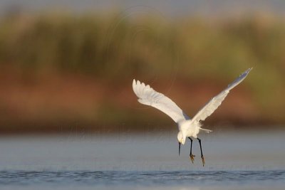 Snowy Egret - Dipping.jpg